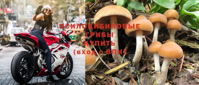 Псилоцибиновые грибы Psilocybe  сколько стоит  Полярные Зори 